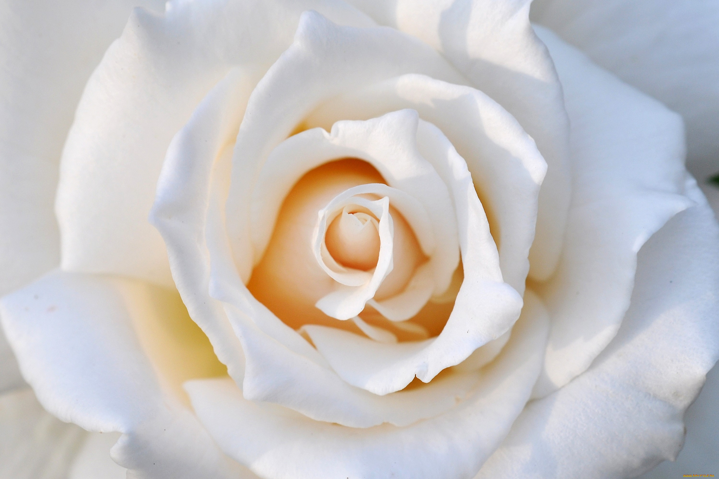 Белая роза на Светлом фоне